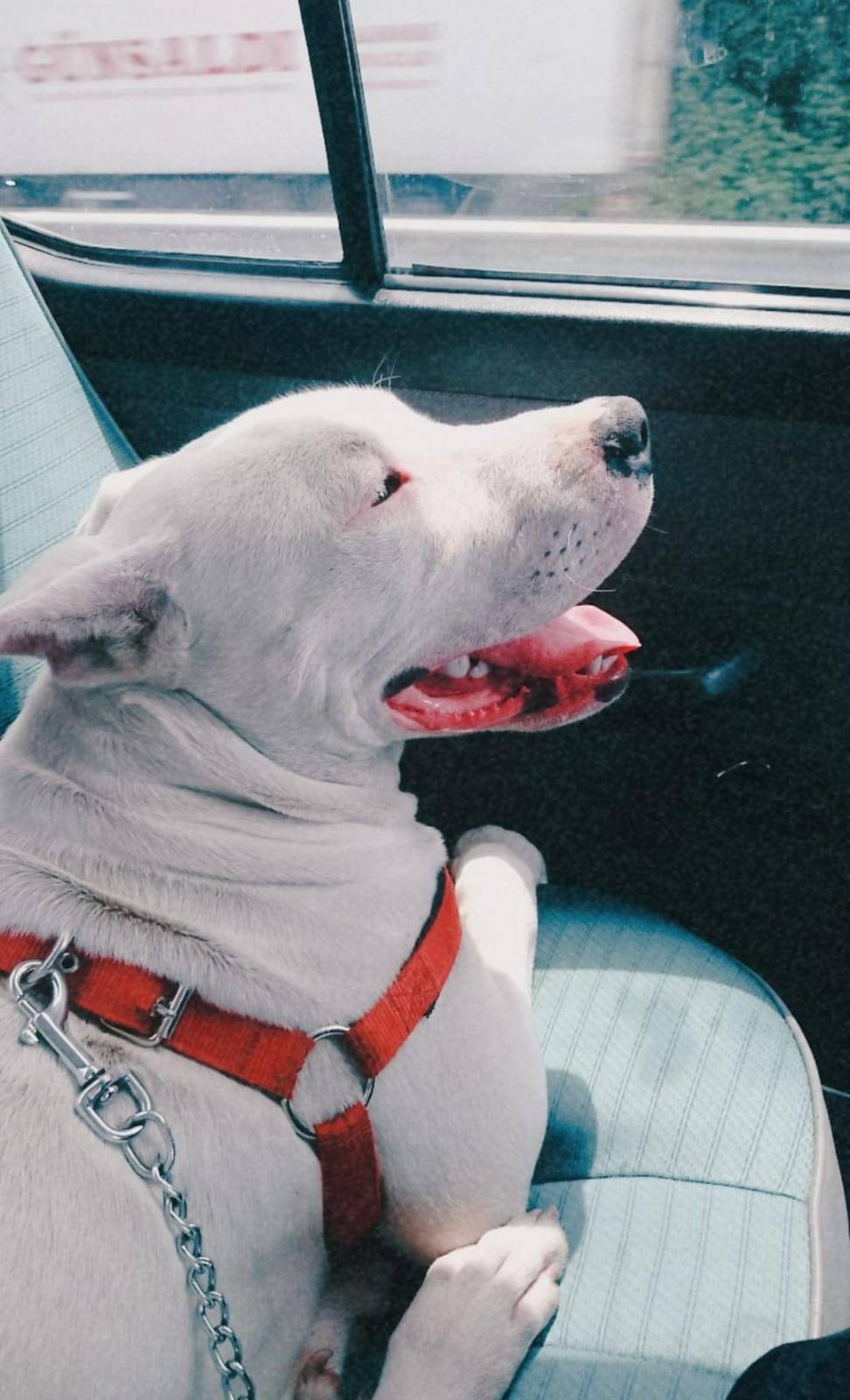 Kedi tüyü gerçekten öldürür mü? Uzman isim son noktayı koydu 4